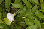 Hedge false bindweed